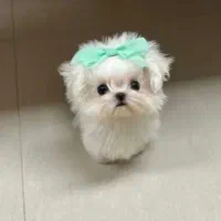 سگ مالتیز مالتیپو شیتزو عروسکی پودل