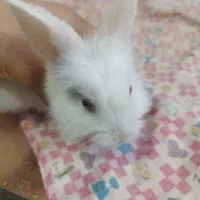 خرگوش بامزه سفید پشمالو