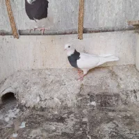 کبوتر طوقی ( نر و ماده)