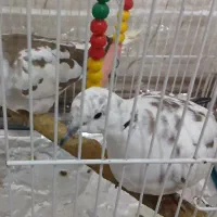 کبوتر ابلق|پرنده|مشهد, حضرت حجت|دیوار