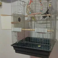 عروس هلندی|پرنده|باسمنج, |دیوار