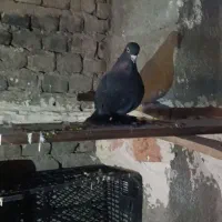 یک عدد کبوتر پاپر