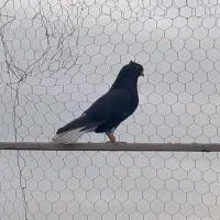 دوتا نر ۱۶دم جوان کفتر