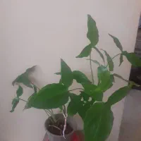 گلهای اپارتمانی