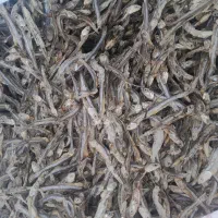 خرید تناژبالاماهی خشک درجه ۱ وفروش درجه ۲|ماهی|قشم, |دیوار