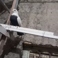 کفتی نقش وپرشی