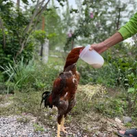 خروس لاری اصیل