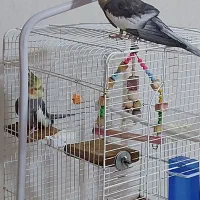 یک جفت عروس هلندی نر زیبا و آواز خوان