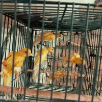 قناری جیبر جیبوس|پرنده|مشهد, هدایت|دیوار