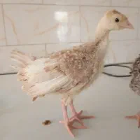 جوجه بوقلمون برنز و بوربون واکسن خورده|حیوانات مزرعه|تهران, استاد معین|دیوار