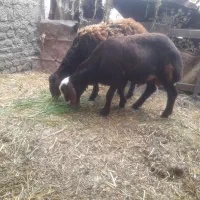 گنبد گابوس  روستای بایلر