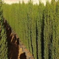 فروش سرو شیراز اصل کیفیت عالی