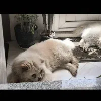 سگ چاو چاو نر ماده|سگ|مبارکه, |دیوار