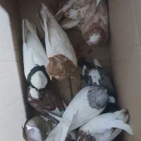 کبوتر رنگه کله سینه طوقی شازده