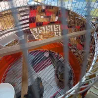 طوطی عروس هلندی|پرنده|سنگر, |دیوار