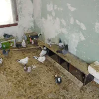 کبوتر رنگی و مصافتی دونه  200 یجا جفتی 800|پرنده|خوانسار, |دیوار