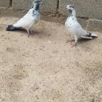 کفتر|پرنده|ساروق, |دیوار
