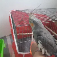 عروس هلندی ۵ماه دستی