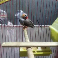 فنچ نر کینگ|پرنده|کرج, شاهین‌ویلا|دیوار