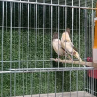 قناری|پرنده|ماکو, |دیوار