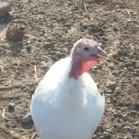 انواع خرگوش و بوقلمون|حیوانات مزرعه|گنبد کاووس, |دیوار