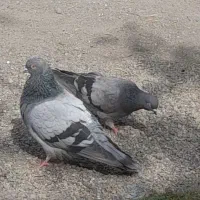 یک جفت کبوتر سبز