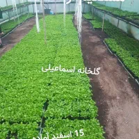 ماهی سبزه بهار نارنج شب عید