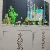 اکواریوم بزرگ|ماهی|سبزوار, امام خمینی (ناوی)|دیوار