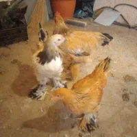 مرغ و خروس برهما