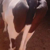 گاوه‌آمریکایی|حیوانات مزرعه|مهرستان, |دیوار