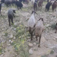 میش بره دار