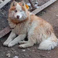 سگ هاسکی فروشی