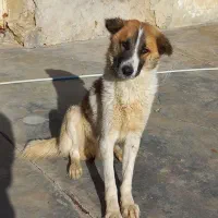 توله دورگ قدرجونی