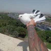 کفتر خوب***