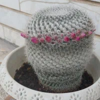 گل طبیعی و آپارتمانی