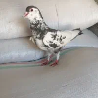 خل افشون