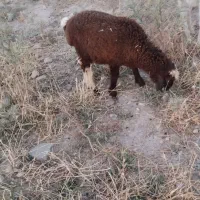 بره شیر مست ماده شیک   قیمت ۱۷میل