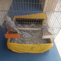 یه جفت عروس هلندی با قفس 1 متری