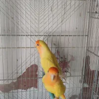 اوپال برزیلی کله نارنجی|پرنده|شیراز, لشکری‎|دیوار