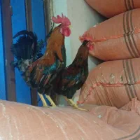 خروس عربی