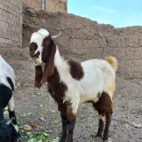 بزغاله نر پاکستانی بز