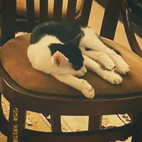 واگذاری میلو خانم|گربه|اردبیل, |دیوار