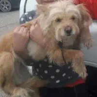 فروش یک عدد شیتزو ماده تربیت شده|سگ|دزفول, |دیوار