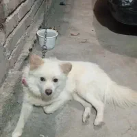 سگ پامر روباهی