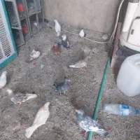 ۱۱۰ کفتر از همه رنگی دونی ۷۰ تا دونی ۱۵۰ تکی فرق|پرنده|مرودشت, نقش رستم|دیوار