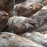 فروش ماهی هوور خطی منجمد صید تازه