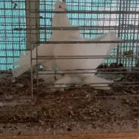 فروش چند طوق کبوتر زینتیی تعدادی کبوتر پرشی گرفتی|پرنده|رودهن, |دیوار