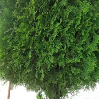 فروش ۲عدد کاج لاوسن