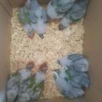 6 جفت گرینچیک کارداده