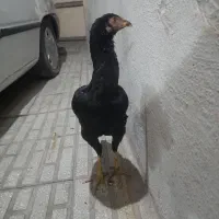 مرغ لاری اصیل با جوجه خروس دوماه هم عوض میکنم|حیوانات مزرعه|کرمانشاه, |دیوار